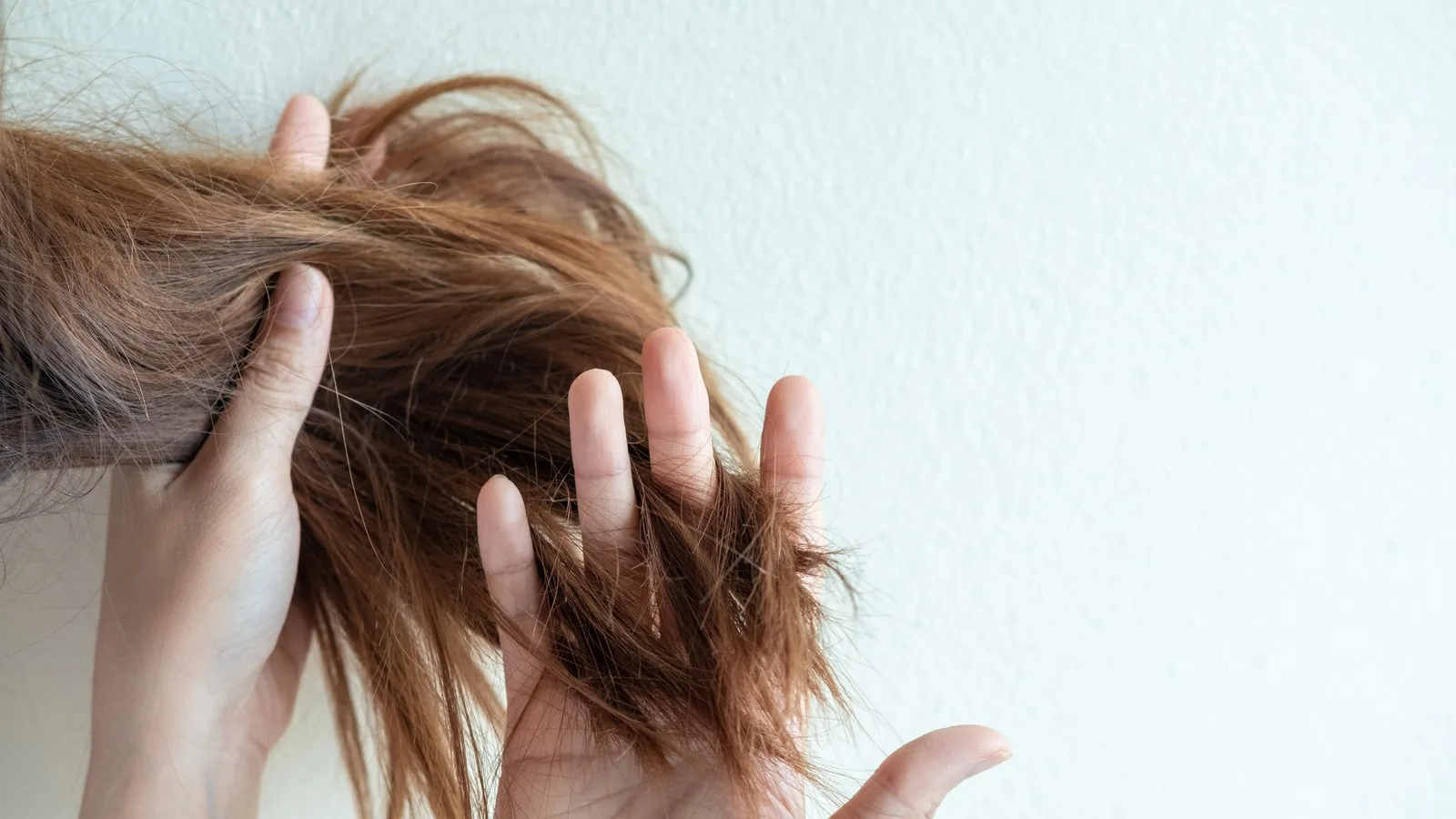 A hand holding a section of dry, damaged hair against a white background